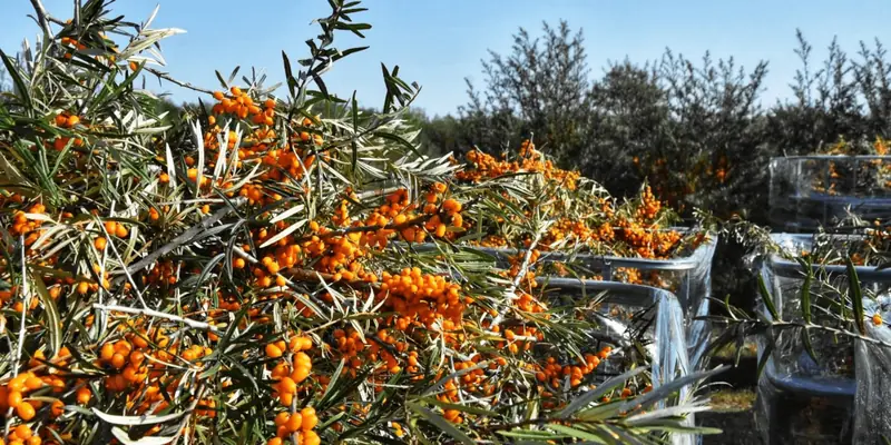 Kríky rakytníka plné bobúľ na plantáži ESBANA