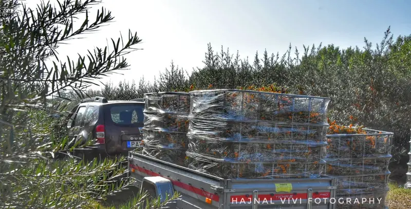 Natrhaný rakytník v prepravkách na plantáži
