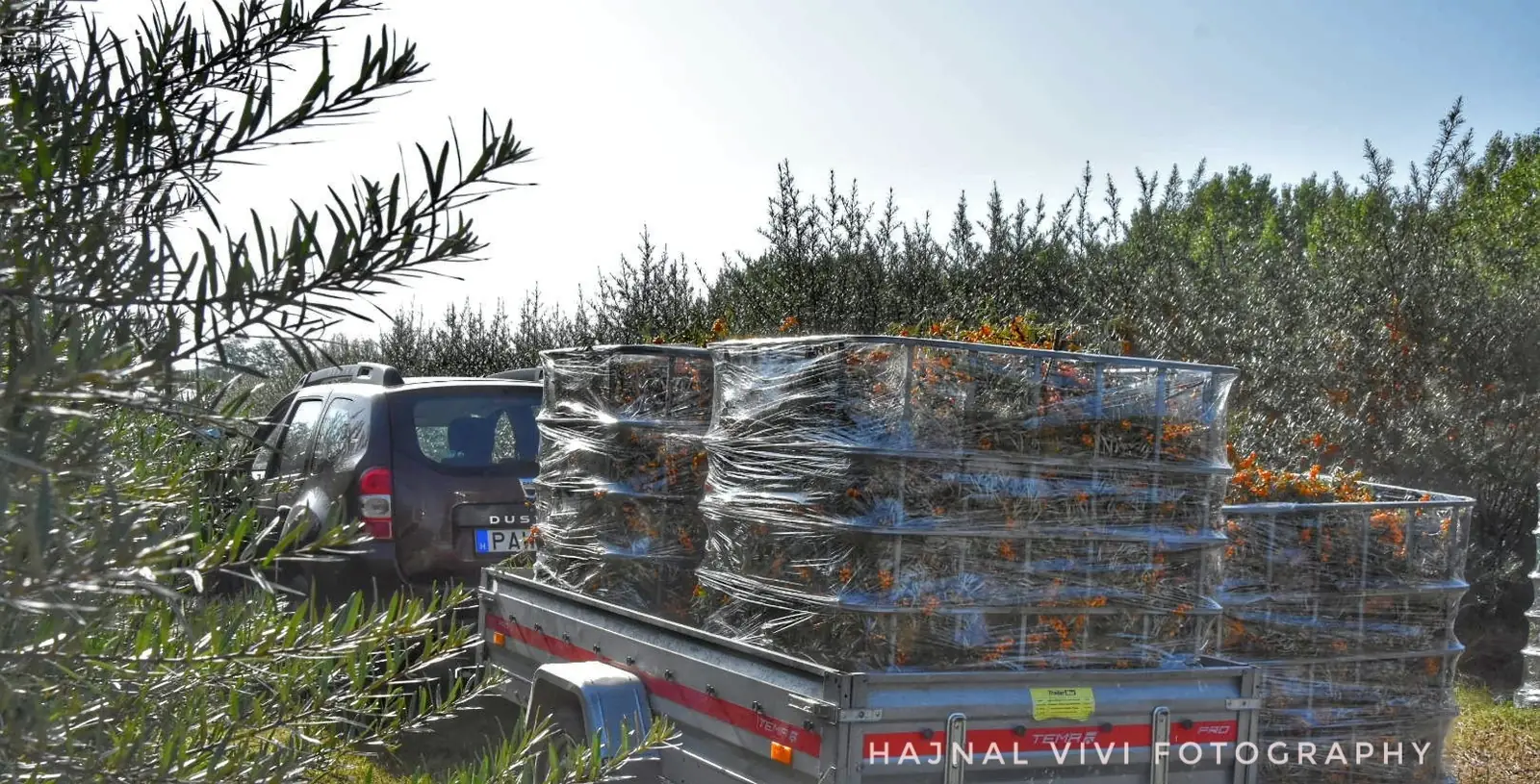Natrhaný rakytník v prepravkách na plantáži