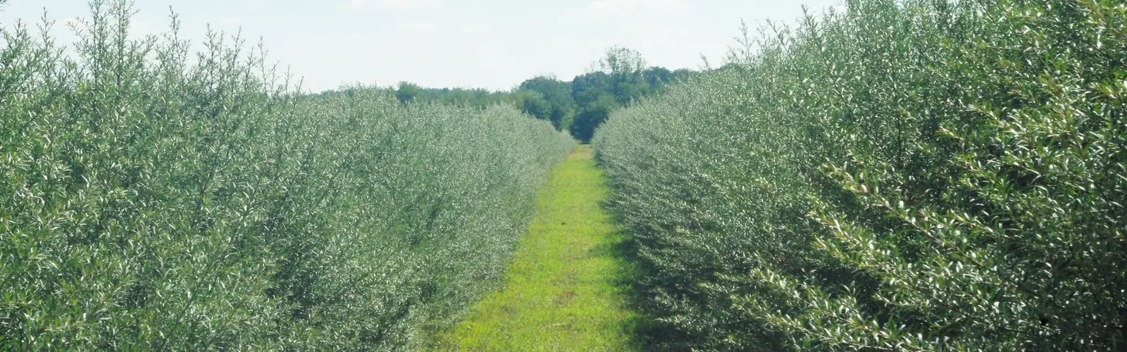 Zelené riadky rakytníka na plantáži ESBANA