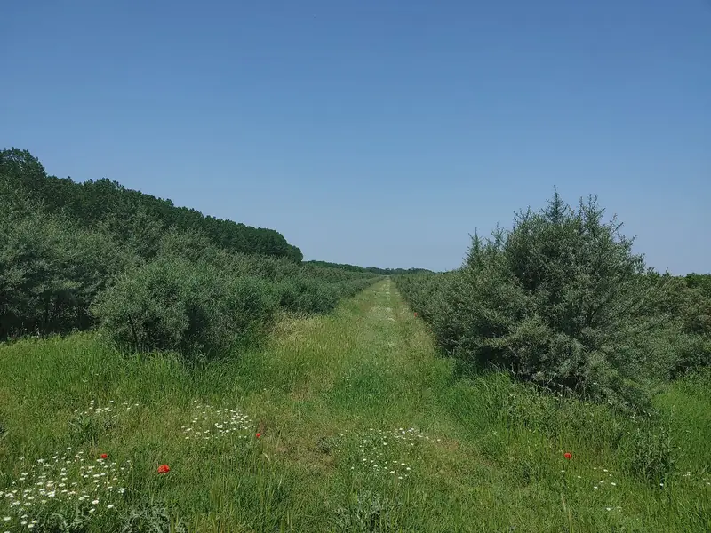 Riadky rakytníka v lete
