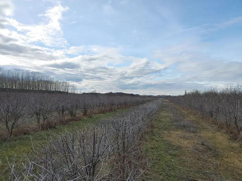Riadky rakytníkovej plantáže v zime